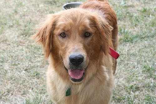 Golden Retriever