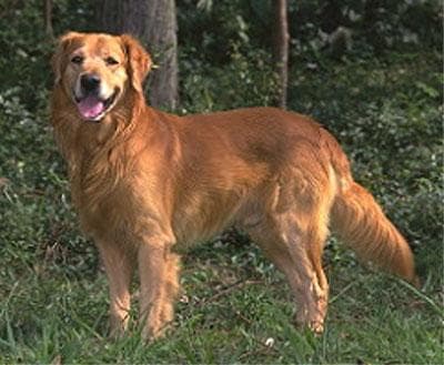 retriever