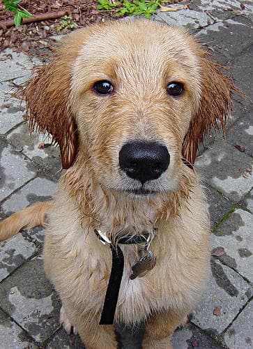 Golden Retriever