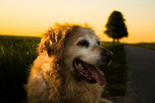 Golden Retriever
