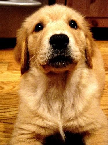 Golden Retriever