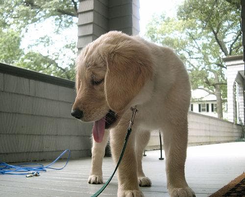 Golden Retriever