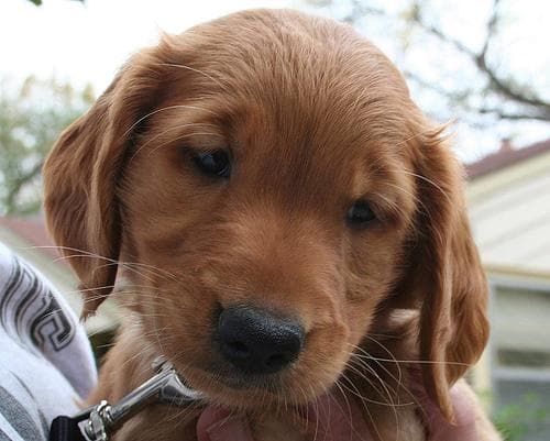 Golden Retriever