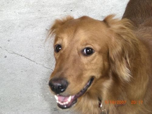 Golden Retriever