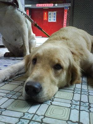 retriever