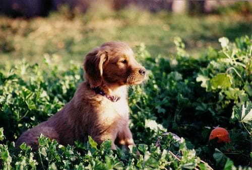 retriever