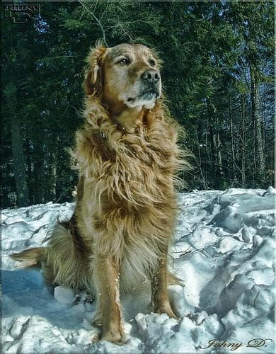 Golden Retriever