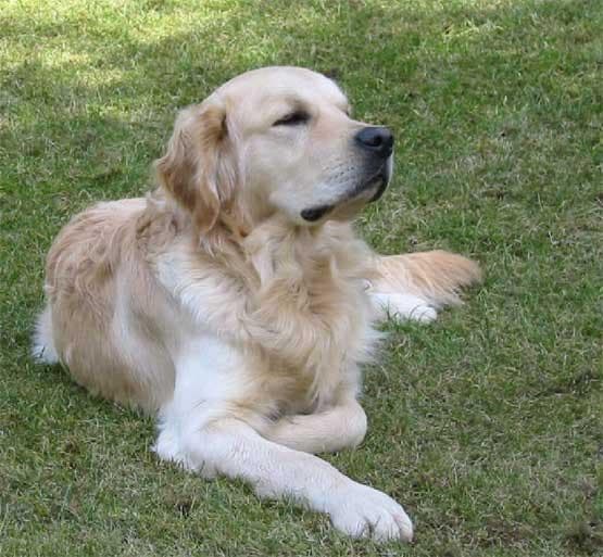 Golden Retriever