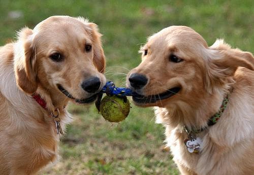 Golden Retriever