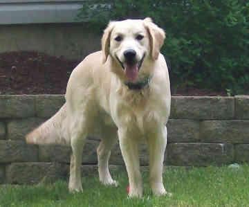 retriever