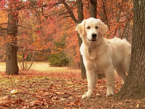 Golden Retriever