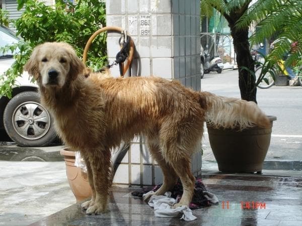 Golden Retriever