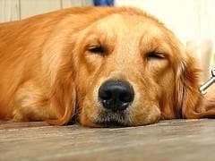 retriever