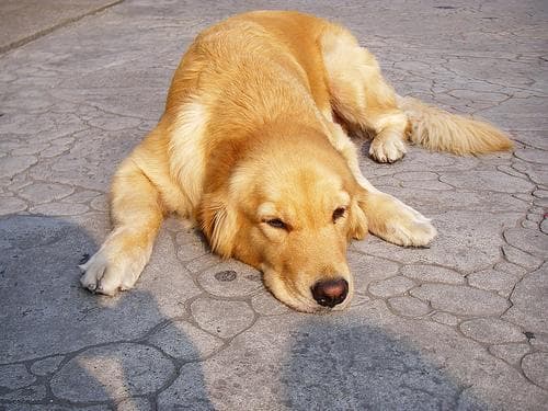 retriever
