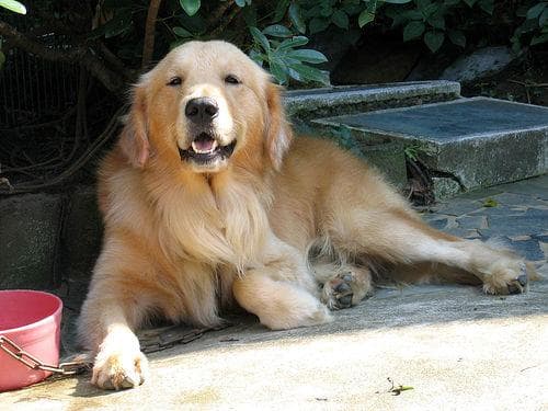 Golden Retriever
