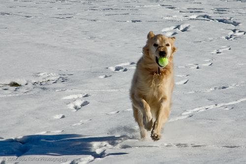 Golden Retriever