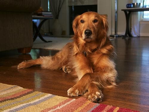 Golden Retriever