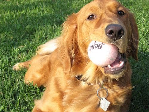 Golden Retriever