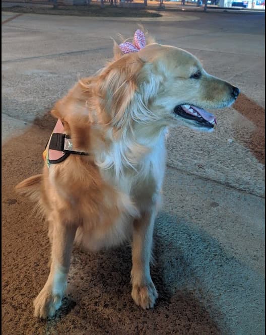 Golden Retriever