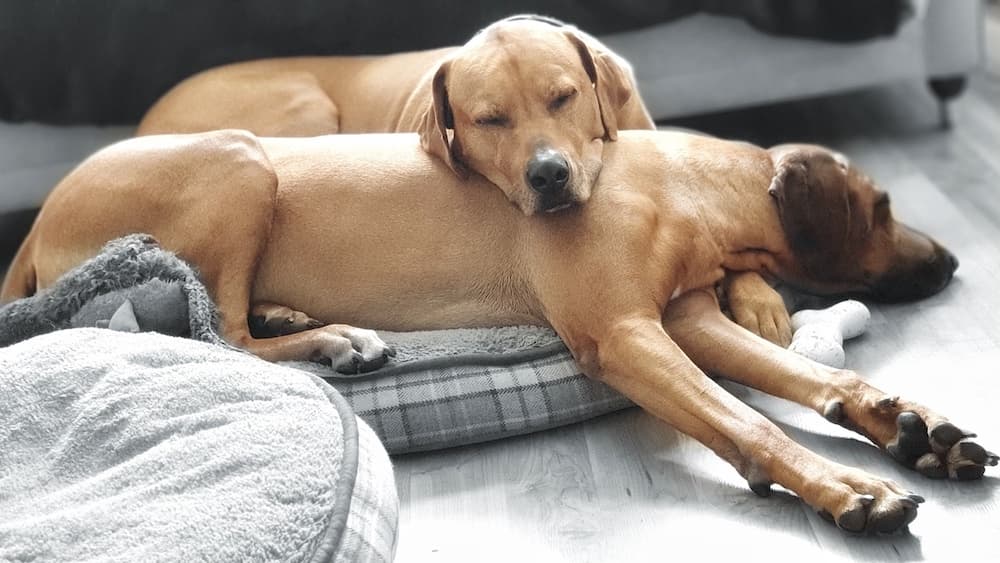 ridgeback
