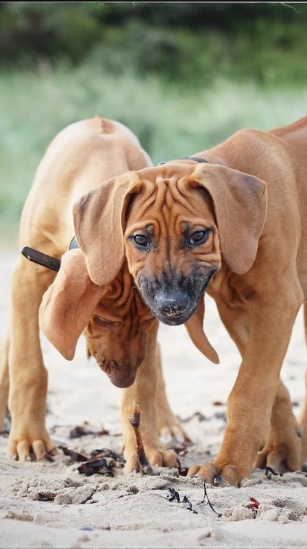 Rhodesian Ridgeback
