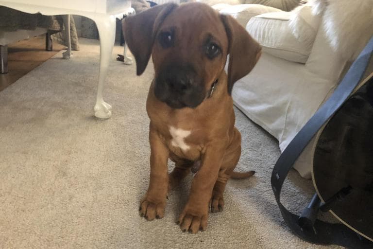 Rhodesian Ridgeback