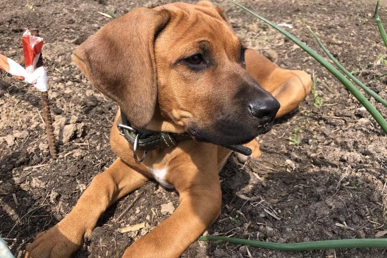 Rhodesian Ridgeback