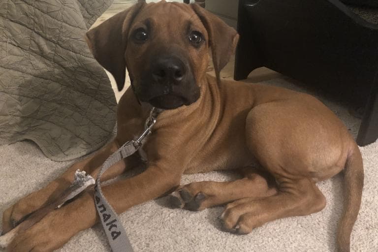 Rhodesian Ridgeback