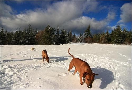 Rhodesian Ridgeback
