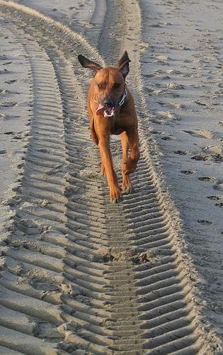 Rhodesian Ridgeback