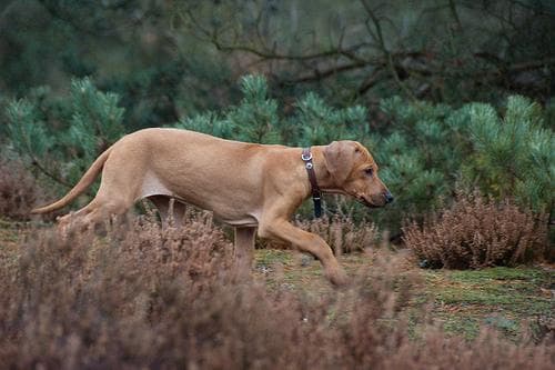 ridgeback