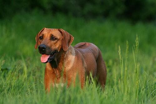 Rhodesian Ridgeback