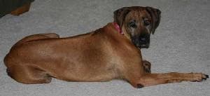 Rhodesian Ridgeback