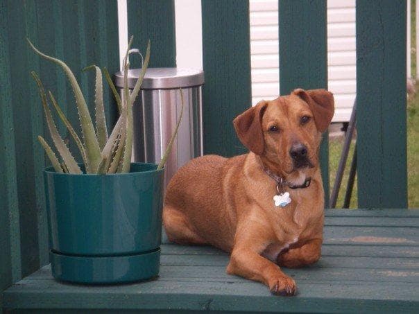 ridgeback