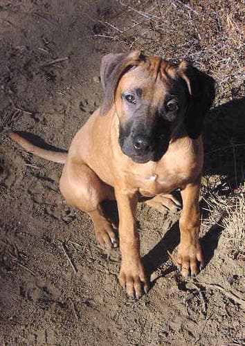 ridgeback