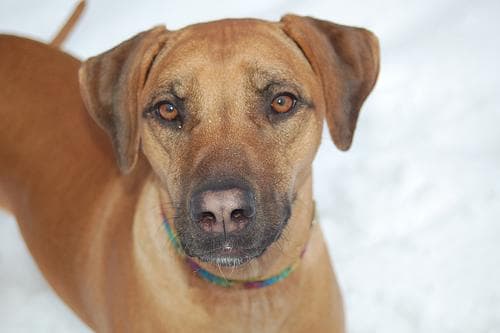 Rhodesian Ridgeback