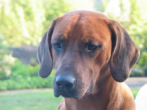 ridgeback