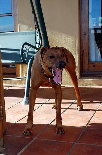 ridgeback
