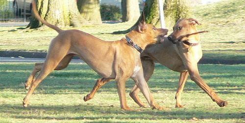 ridgeback