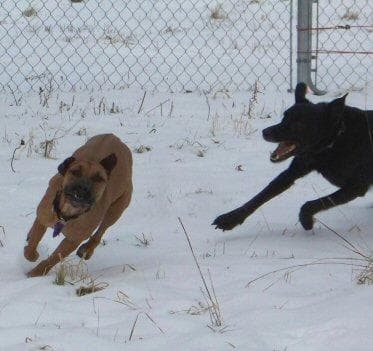 ridgeback