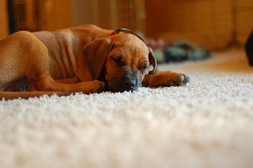 Rhodesian Ridgeback