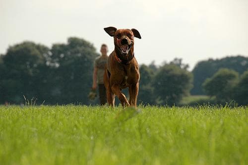 ridgeback