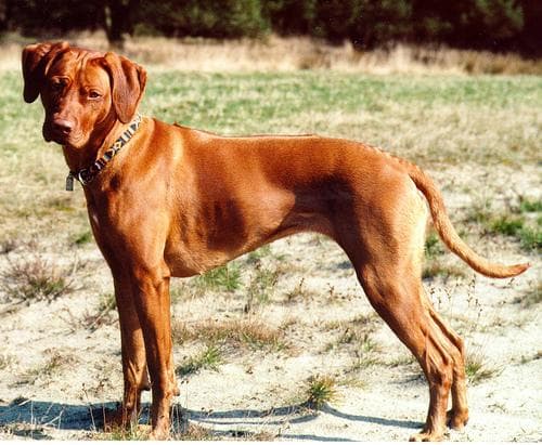 Rhodesian Ridgeback