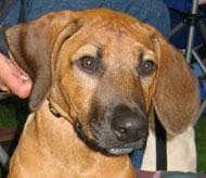 Rhodesian Ridgeback