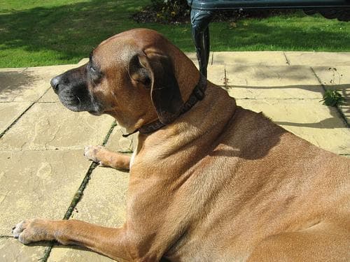 ridgeback