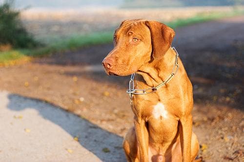 Rhodesian Ridgeback