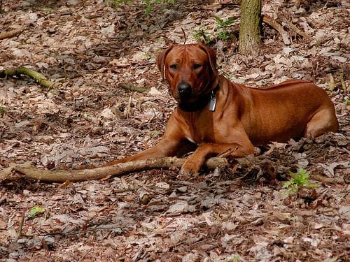 Rhodesian Ridgeback