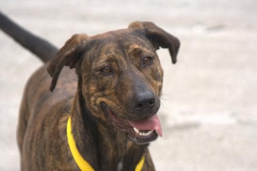 Rhodesian Ridgeback