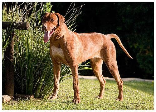 Rhodesian Ridgeback