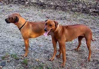 Rhodesian Ridgeback